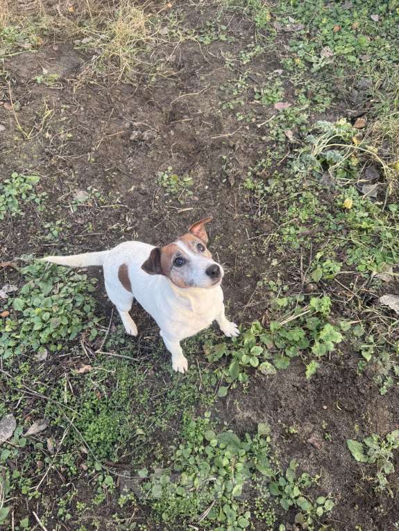 Собаки в Воронеже: Девочка Масяня Девочка, 1 000 руб. - фото 2