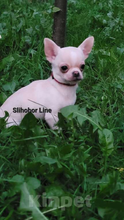 Собаки в Москве: Чихуахуа шикарный блондинчик Мальчик, Бесплатно - фото 2