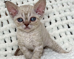 Кошки в Лобне: Девон Рекс котенок девочка Девочка, Бесплатно - фото 6