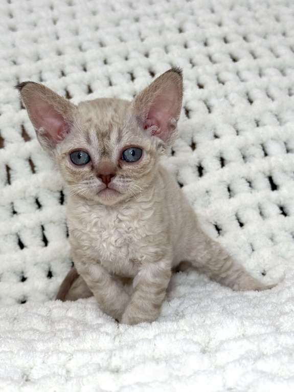 Кошки в Лобне: Девон Рекс котенок девочка Девочка, Бесплатно - фото 6