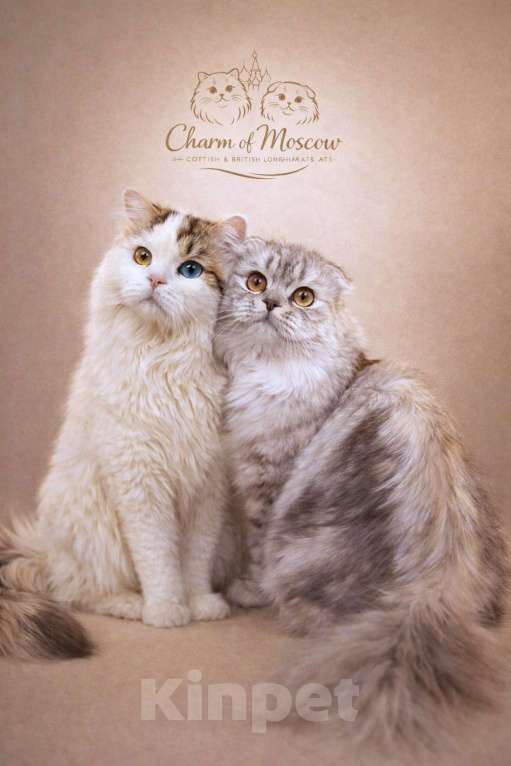 Кошки в Москве: Хайленд-фолд мальчик Мальчик, 70 000 руб. - фото 2