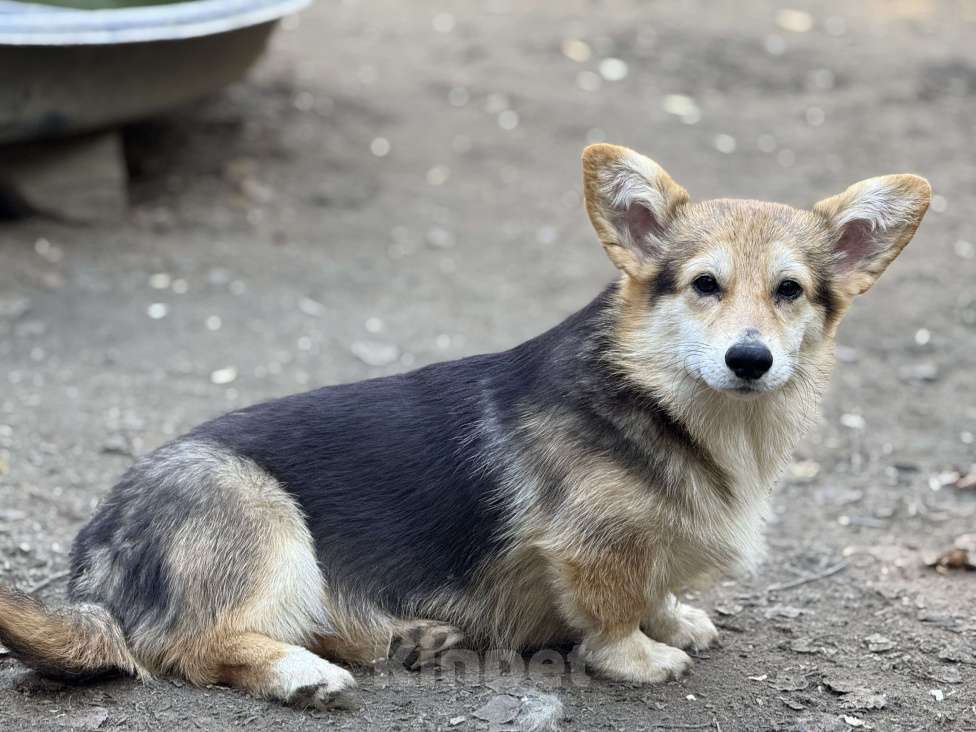 Собаки в Балашихе: Мальчик вельш корги Пемброк Мальчик, 40 000 руб. - фото 2