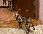 Кошки в Москве: Бенгальская кошка  Девочка, 35 000 руб. - фото 4