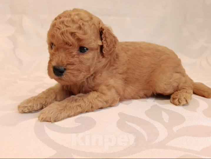 Собаки в Шахте: Щенки пуделя миниатюра. Разнополые, 45 000 руб. - фото 2