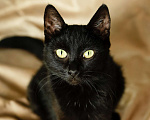 Кошки в Троицке: Супер ласковая, ручная кошка в дар Девочка, Бесплатно - фото 1