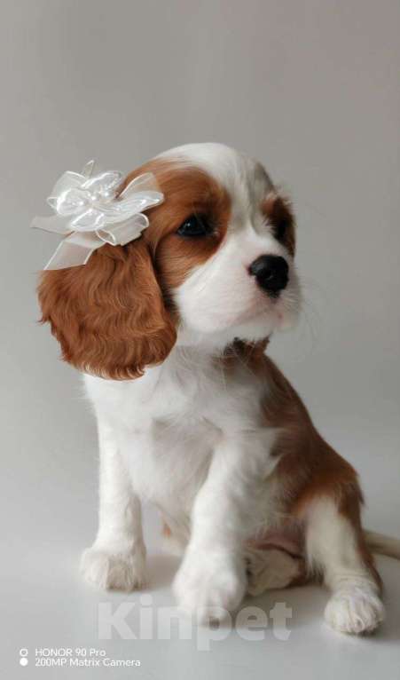 Собаки в других городах Московской области: Девочка кавалер Кинг Чарльз спаниель Девочка, 130 000 руб. - фото 9