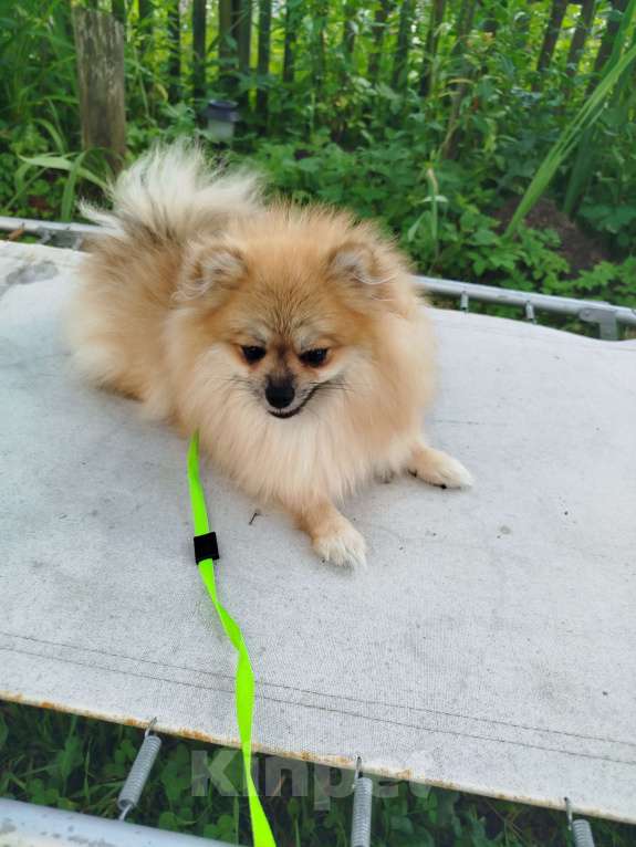 Собаки в Москве: Шпиц девочка  Девочка, 30 000 руб. - фото 3