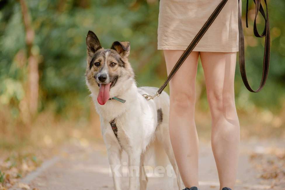 Собаки в Москве: Фиона Девочка, Бесплатно - фото 3