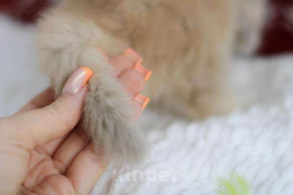 Кошки в Новосибирске: Ivory cy11 Девочка, Бесплатно - фото 5