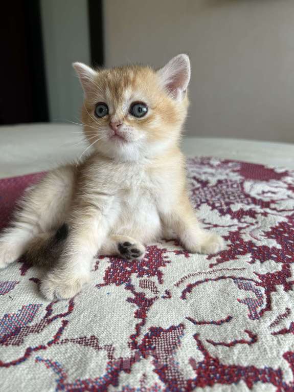 Кошки в Казани: Кошечка  Девочка, 30 000 руб. - фото 3