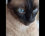 Кошки в Симферополе: Вязка с тайским сиамским котиком., 2 000 руб. - фото 4