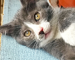 Кошки в Бронницах: Отдам котенка Девочка, 100 руб. - фото 1