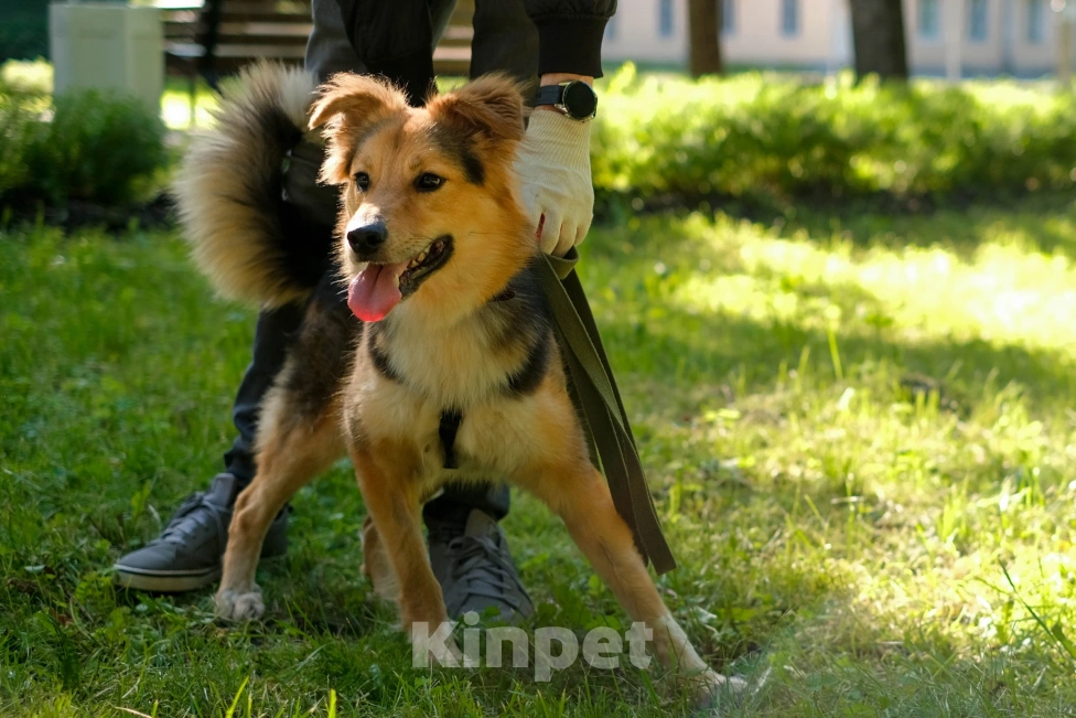 Собаки в Санкт-Петербурге: Пушистая Келли из приюта в добрые руки Девочка, Бесплатно - фото 2