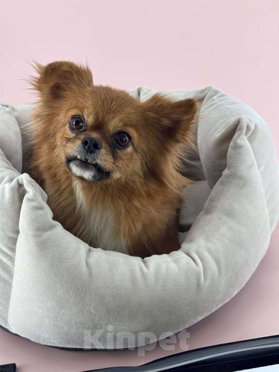 Собаки в Подольске: Чихуа, Взрослая собака Девочка, Бесплатно - фото 1