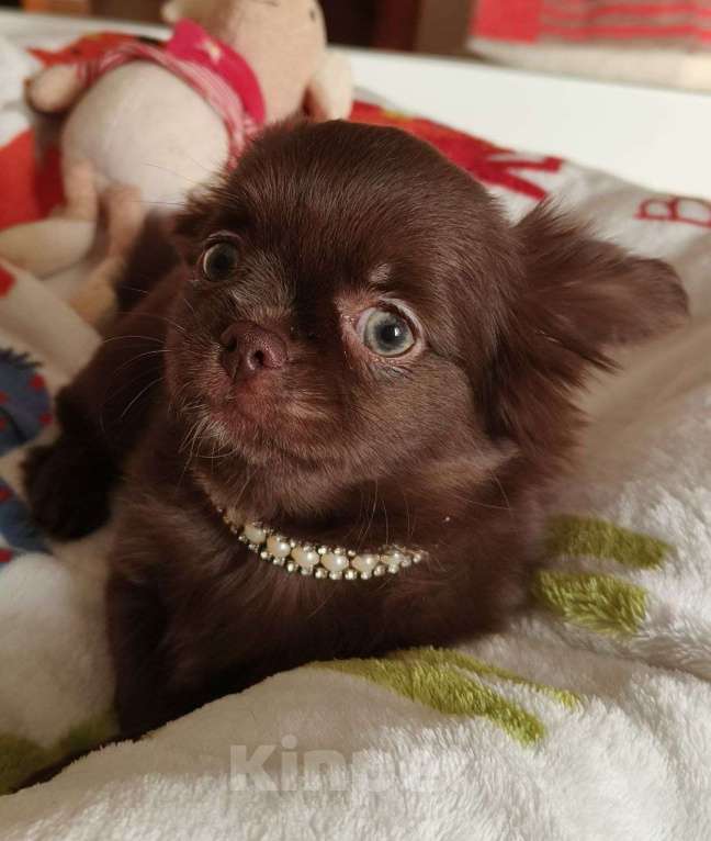 Собаки в Москве: 🐕 Предлагается вязка: шикарный длинношерстный кобель чихуахуа, ровный голубой окрас Мальчик, 10 000 руб. - фото 8