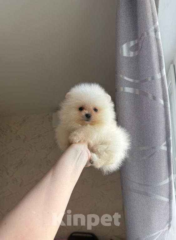 Собаки в Москве: Мальчик Мальчик, 25 000 руб. - фото 1