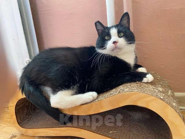 Кошки в Санкт-Петербурге: Робкий и ласковый очень ждет своих кото-родителей Мальчик, Бесплатно - фото 4