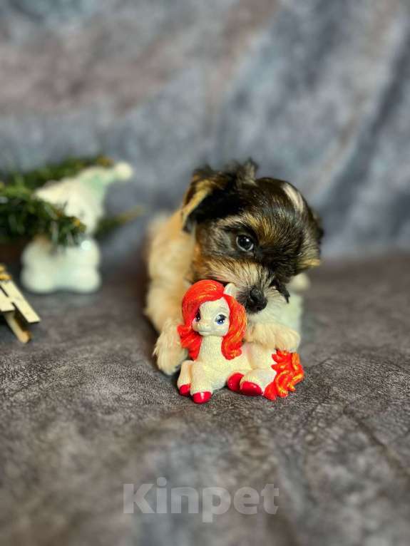 Собаки в Вологде: Щенок бивер терьера Мальчик, 45 000 руб. - фото 2