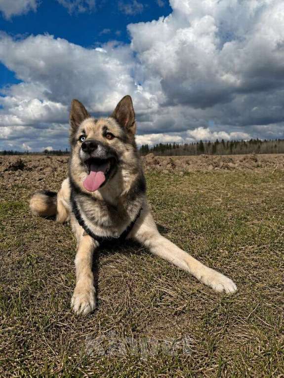 Собаки в Санкт-Петербурге: Очаровательный пес Бамси с разноцветными глазами ищет хозяина! Мальчик, Бесплатно - фото 1