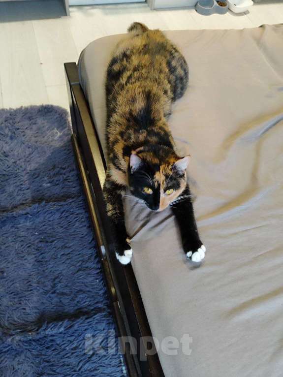 Кошки в Домодедово: Поля в добрые руки  Девочка, Бесплатно - фото 3