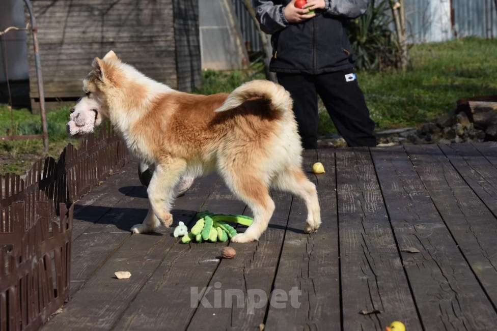 Собаки в Москве: Ненецкая оленегонная лайка, кобель Жиган. Мальчик, 60 000 руб. - фото 8