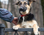 Собаки в Москве: Юный парнишка Изюм ищет семью. Мальчик, 10 руб. - фото 3
