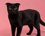 Кошки в Люберцах: Молли — маленькая чёрная мурлыка, которая обожает ручки Девочка, Бесплатно - фото 1