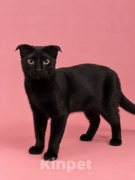 Кошки в Люберцах: Молли — маленькая чёрная мурлыка, которая обожает ручки Девочка, Бесплатно - фото 1