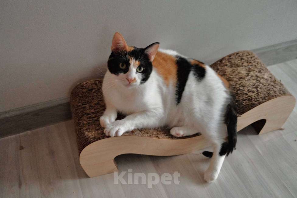 Кошки в Москве: Компанейская Дейзи мечтает о доме с вкусной едой Девочка, Бесплатно - фото 10