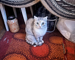 Кошки в Курске: Кошечка Муся Девочка, Бесплатно - фото 3