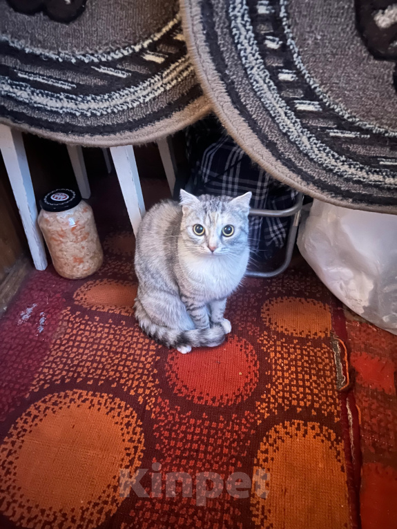 Кошки в Курске: Кошечка Муся Девочка, Бесплатно - фото 3