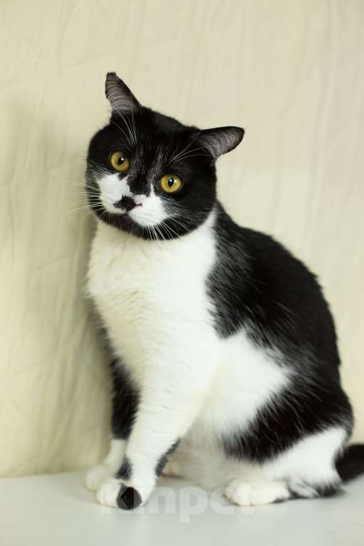 Кошки в Москве: Котик Степаша ищет мампап Мальчик, Бесплатно - фото 2