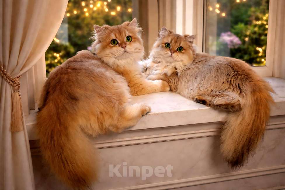 Кошки в Москве: Британский длинношерстный золотой котенок Мальчик, 50 000 руб. - фото 5
