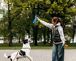 Собаки в Москве: Собака в добрые руки Мальчик, Бесплатно - фото 5