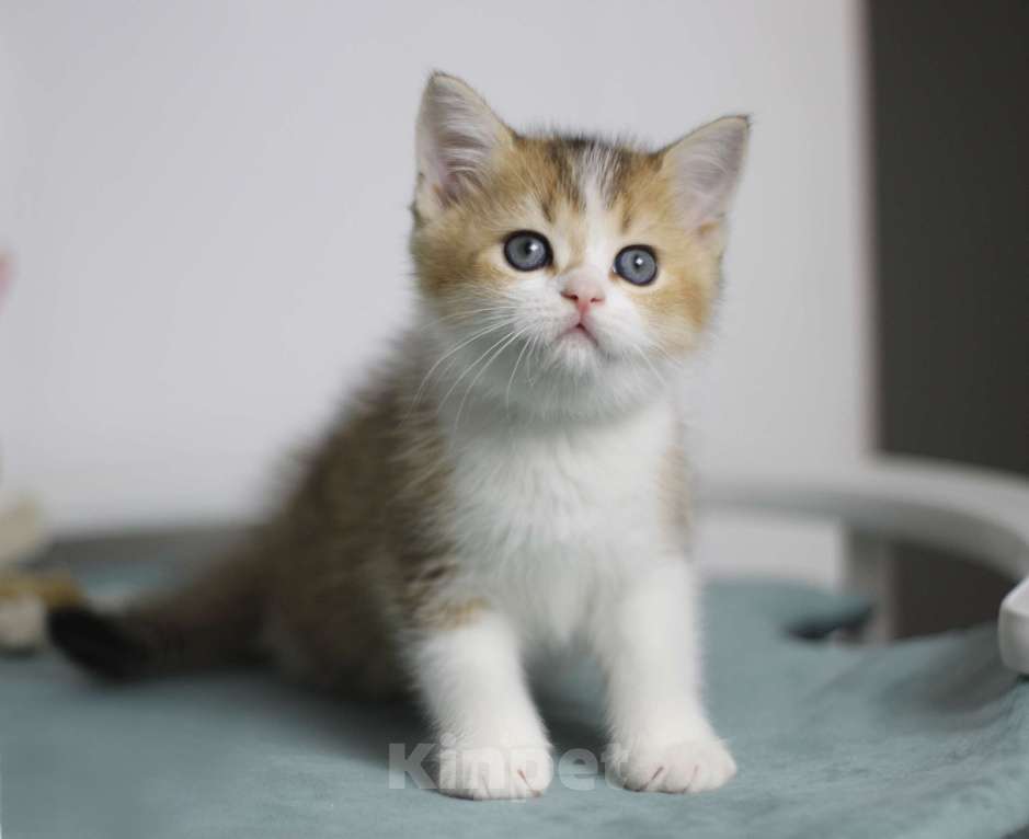 Кошки в Москве: Гаррисон Мальчик, 25 000 руб. - фото 3