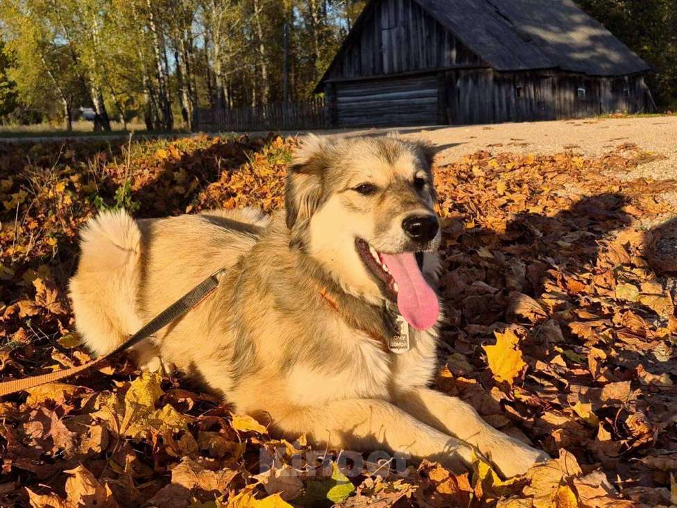 Собаки в Москве: Милашка Буся ждëт тебя.  Девочка, Бесплатно - фото 6