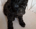 Собаки в Москве: Той-пудель Мальчик, Бесплатно - фото 3