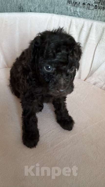 Собаки в Москве: Той-пудель Мальчик, Бесплатно - фото 3