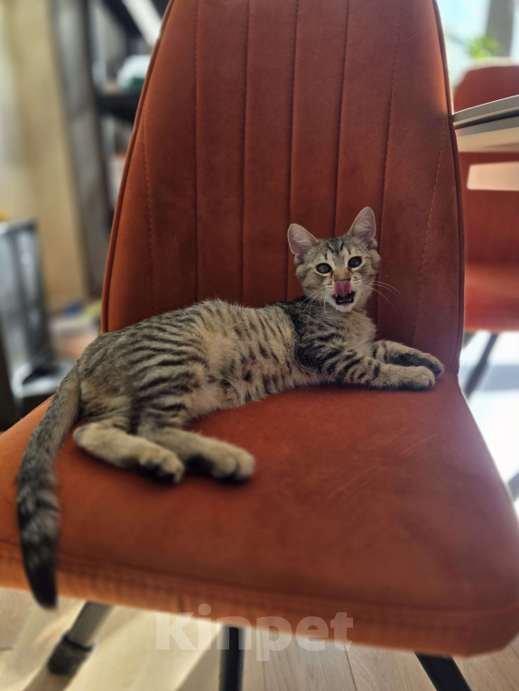 Кошки в Москве: Котенок Тимоша Мальчик, Бесплатно - фото 3