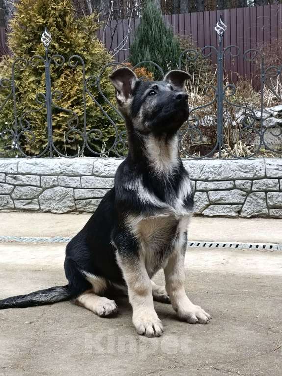 Собаки в Екатеринбурге: Продаются щенки восточноевропейской овчарки Девочка, 30 000 руб. - фото 1