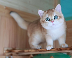 Кошки в Владивостоке: Британский котёнок в драгоценной шубке Мальчик, 80 000 руб. - фото 2