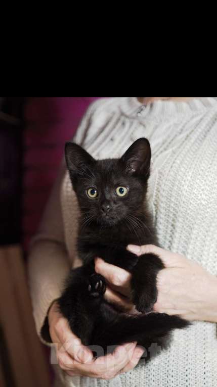 Кошки в Москве: Чёрный котёнок Джун в добрые руки  Мальчик, Бесплатно - фото 5