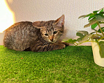 Кошки в Санкт-Петербурге: Очаровательный котёнок ищет дом !  Девочка, Бесплатно - фото 5