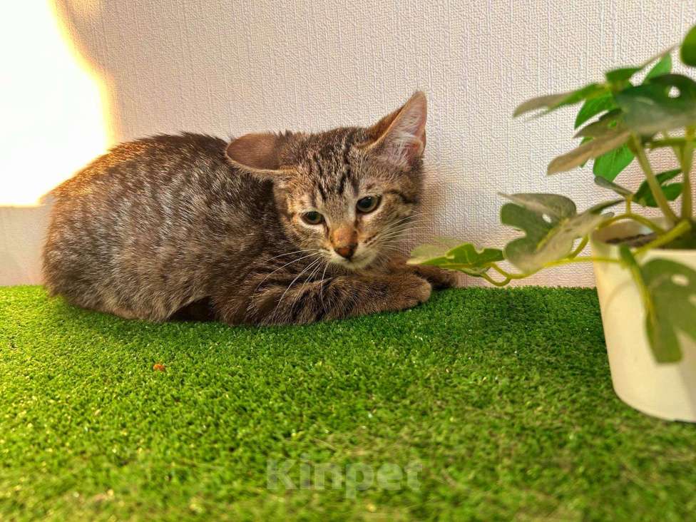 Кошки в Санкт-Петербурге: Очаровательный котёнок ищет дом !  Девочка, Бесплатно - фото 5