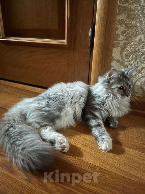 Кошки в Москве: Тихая роскошь Девочка, 65 000 руб. - фото 2