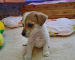 Собаки в Красноярске: Брокен со светло коричневыми пятнами Мальчик, 20 000 руб. - фото 2