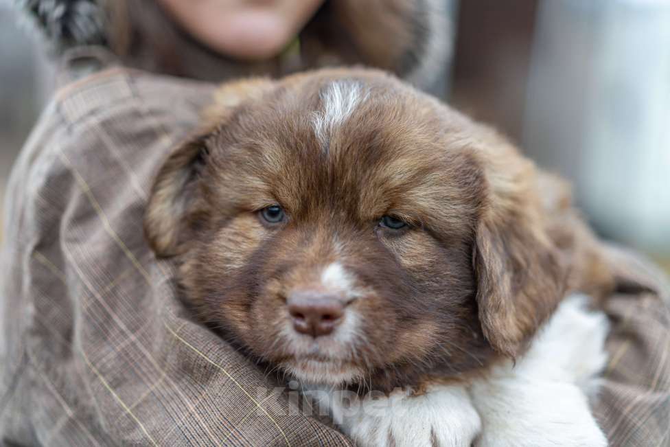 Собаки в Рязани: Щенок болгарской овчарки, собака для охраны Мальчик, 70 000 руб. - фото 1
