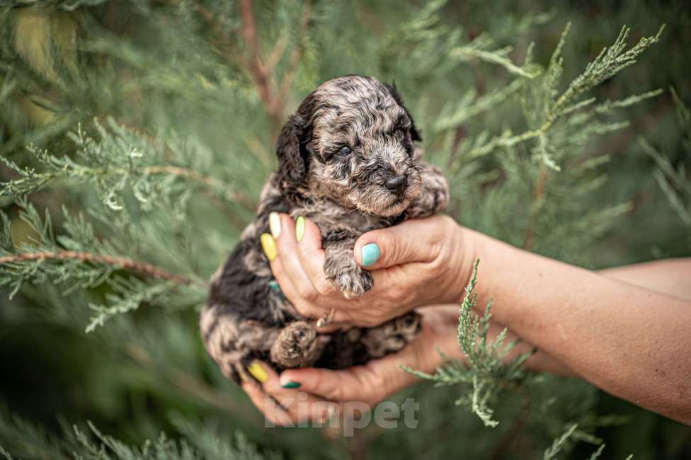 Собаки в Брянске: Мраморная девочка Девочка, 80 000 руб. - фото 3