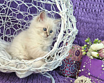 Кошки в Москве: Котенок девочка породы Невская Маскарадная Аделия Девочка, Бесплатно - фото 2