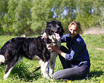 Собаки в Видном: Арья, 2 года Девочка, 1 руб. - фото 6